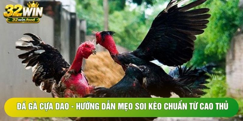 Đá Gà Cựa Dao - Hướng Dẫn Mẹo Soi Kèo Chuẩn Từ Cao Thủ