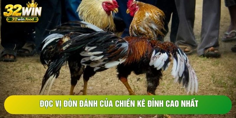Đọc vị đòn đánh của chiến kê đỉnh cao nhất Đọc vị đòn đánh của chiến kê đỉnh cao nhất