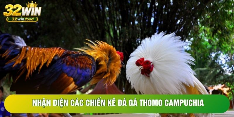 Nhận diện các chiến kê đá gà Thomo Campuchia Nhận diện các chiến kê đá gà Thomo Campuchia
