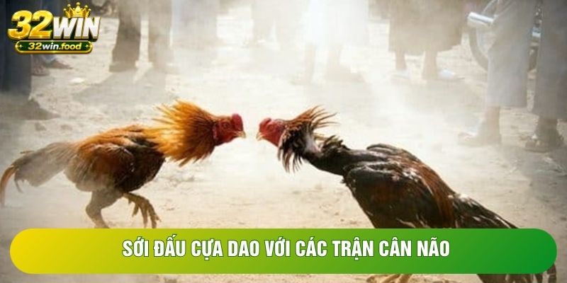Sới đấu cựa dao với các trận cân não Sới đấu cựa dao với các trận cân não