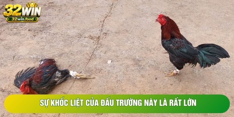 Sự khốc liệt của đấu trường này là rất lớn